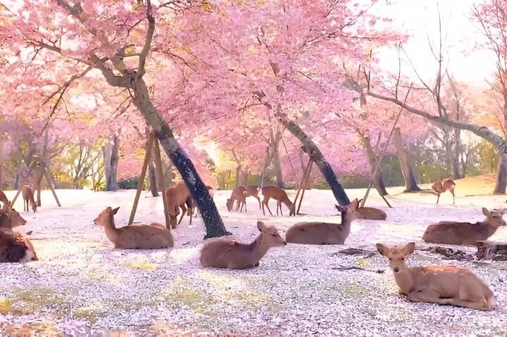 Taste of Nara A Guided Half Day Food Tour Tailored to Your Taste — photo 3