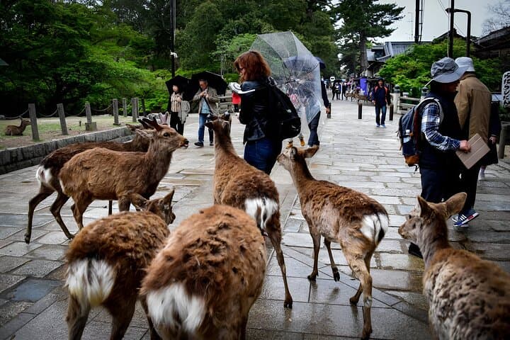 Taste of Nara A Guided Half Day Food Tour Tailored to Your Taste — photo 8