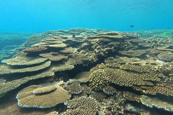 Okinawa's Gorgeous Beach & Snorkel Tour: Private & Customised — photo 3