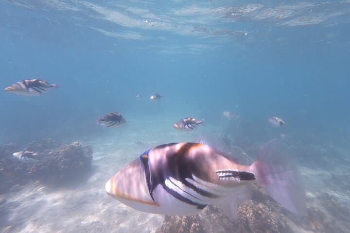 Okinawa's Gorgeous Beach & Snorkel Tour: Private & Customised — photo 15