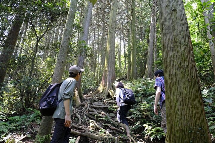 Countryside Walking & Mountain Hiking in Organic Town Near Tokyo — photo 6