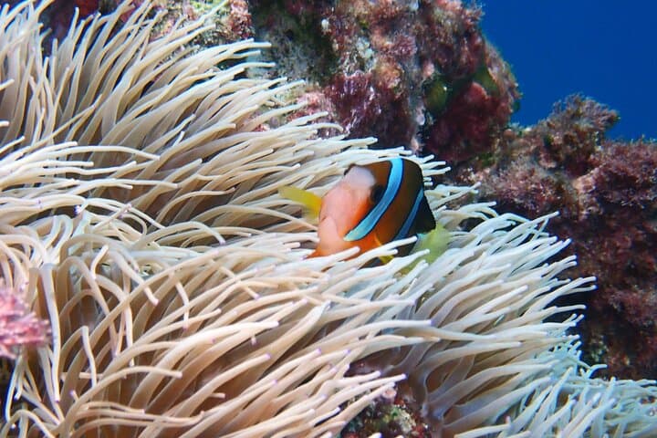 Half Day Amami Japan Boat Snorkeling Adventure — photo 5