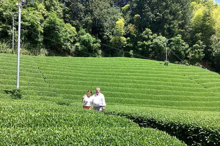 Small Group Japanese Green Tea Tasting in Shizuoka — photo 13
