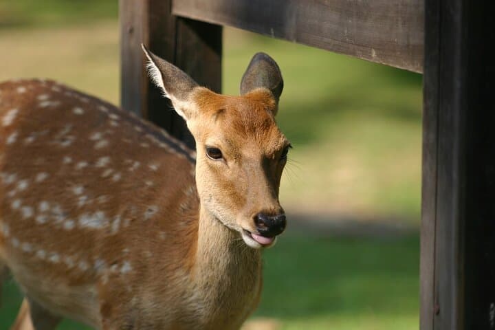 Nara Walking Day Tour with Spanish Speaking Guide — photo 5