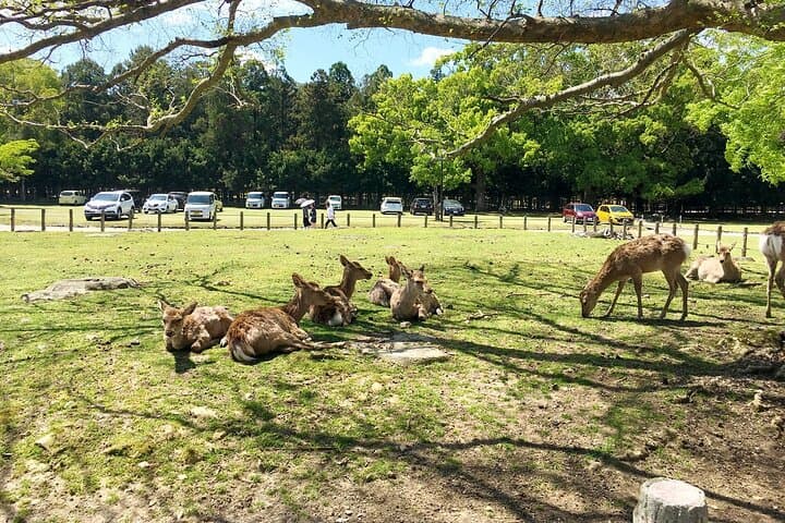 From Kyoto: Nara History Guided Half Day Bus Tour with lunch — photo 10