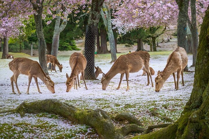 Taste of Nara A Guided Half Day Food Tour Tailored to Your Taste — photo 4
