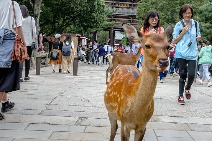 Taste of Nara A Guided Half Day Food Tour Tailored to Your Taste — photo 11