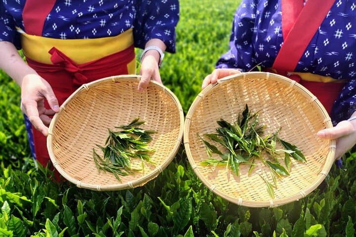 Experience Seasonal Green Tea Picking in Sayama and Nostalgic Walk in Kawagoe! — photo 4