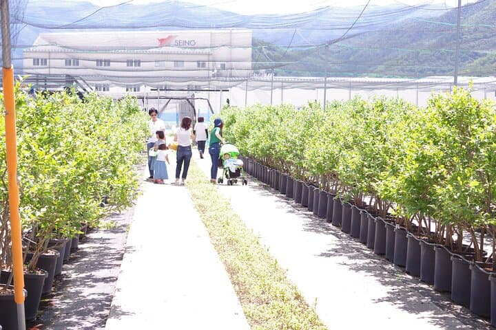 Blueberry picking and picking experience garden — photo 12