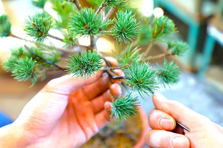 Bonsai Tour & Experience at the Most Sacred City for Bonsai in JP — photo 15