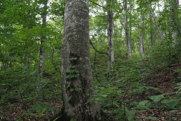Full Day World Heritage Shirakami Mountains Hiking Tour — photo 5