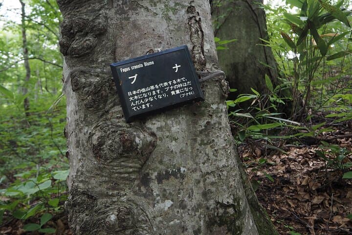 Full Day World Heritage Shirakami Mountains Hiking Tour — photo 7