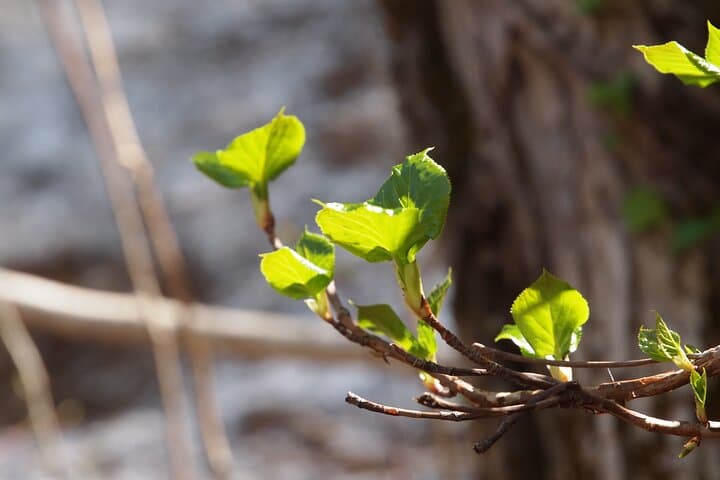 Full Day World Heritage Shirakami Mountains Hiking Tour — photo 11