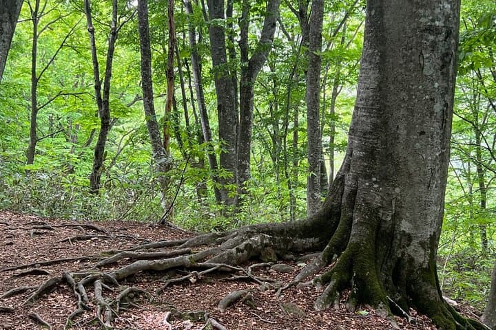 Full Day World Heritage Shirakami Mountains Hiking Tour — photo 6