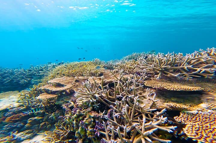 Half Day Amami Japan Boat Snorkeling Adventure — photo 4