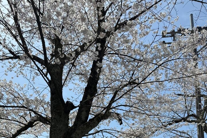 Goshuin Collecting & Garden Walk in Local Tokyo — photo 13
