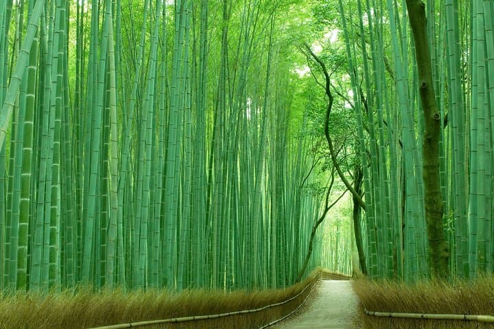 Kyoto Must-Visit Highlights: Private Car Tour — photo 4
