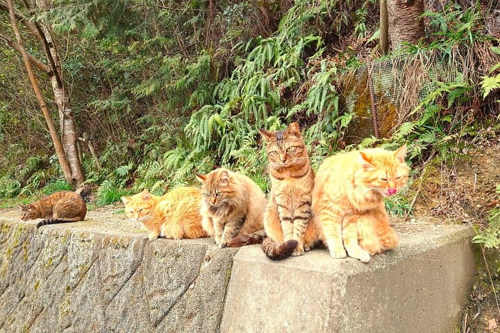 Art Island Naoshima BROMPTON Slow Cycling Tour — photo 16