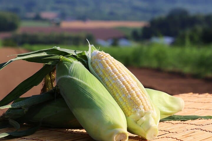 Harvest Experience in Akaigawa with Lunch Freshly Picked Veggies — photo 5