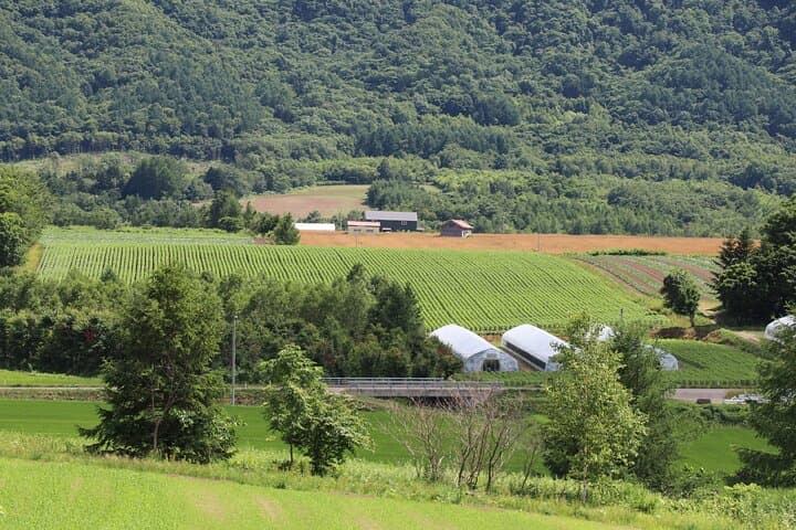 Harvest Experience in Akaigawa with Lunch Freshly Picked Veggies — photo 7