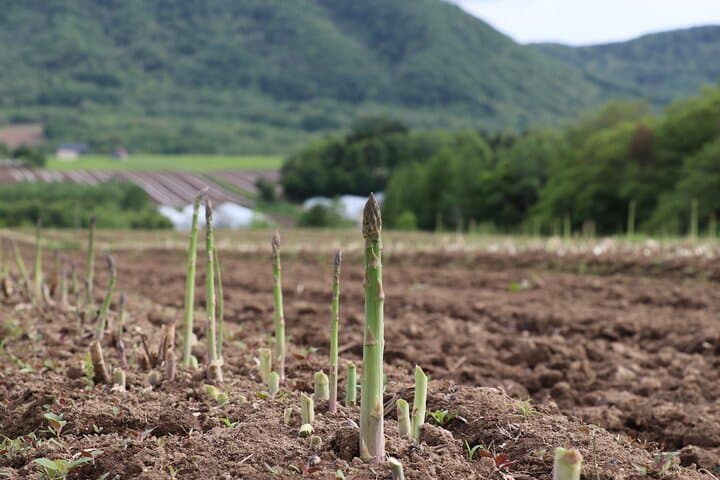 Harvest Experience in Akaigawa with Lunch Freshly Picked Veggies — photo 4