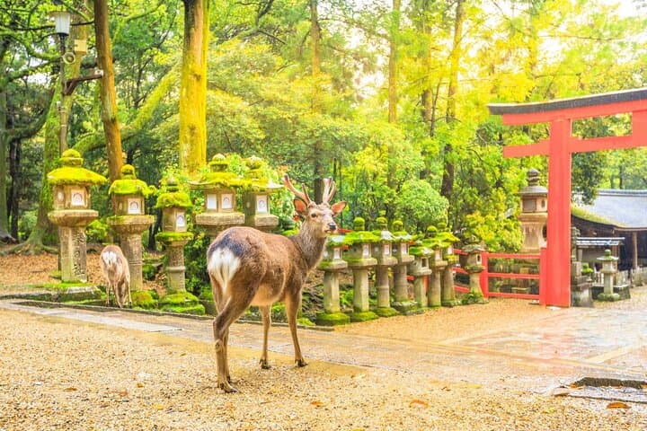 Osaka Kansai Airport to Nara City | Private Transfer — photo 9