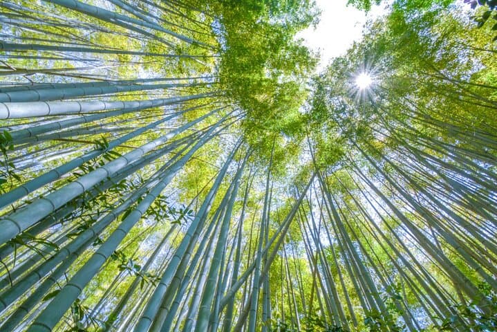 Arashiyama Bamboo & "Must See" Gardens with an Amazing Guide — photo 7