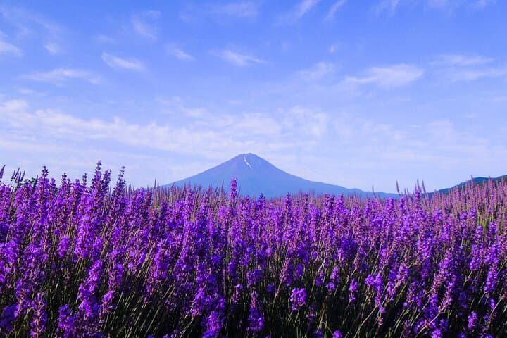 Seasonal Mt. Fuji Scenic Views, Fruit Picking and Ropeway Ride — photo 14