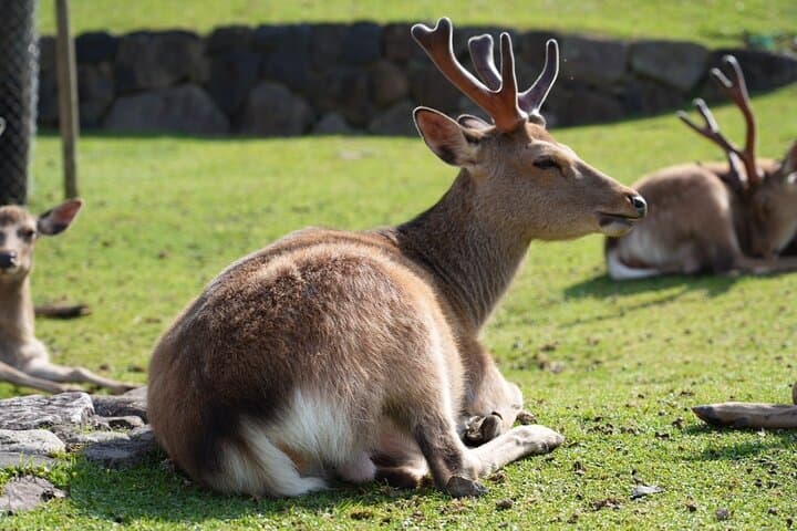 Nara Early Morning Tour (Kyoto or Osaka Departure Available) — photo 19