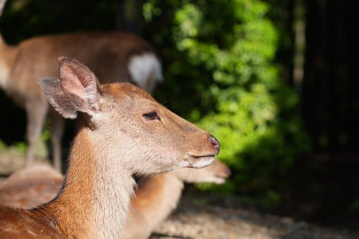 Nara Early Morning Tour (Kyoto or Osaka Departure Available) — photo 7