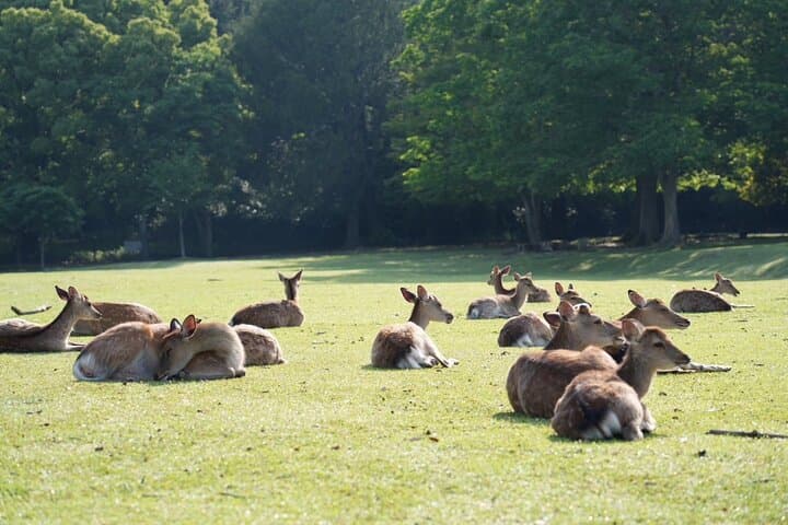 Nara Early Morning Tour (Kyoto or Osaka Departure Available) — photo 20