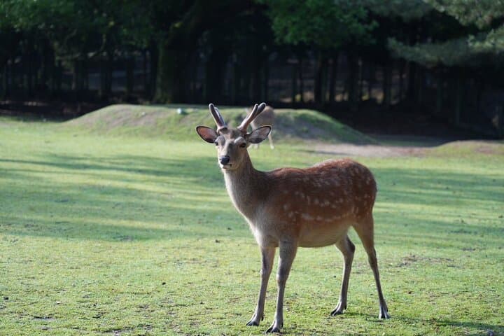 Nara Early Morning Tour (Kyoto or Osaka Departure Available) — photo 16