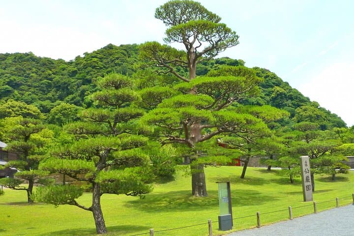 Kagoshima Senganen and Sakurajima Tour by private car — photo 6