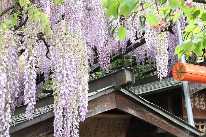 Takayama Full Day Tour (Private Guide) — photo 14
