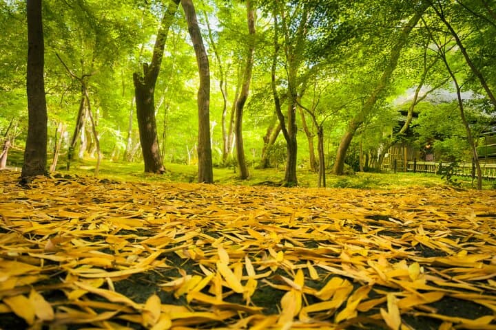 Kyoto Highlights & Hidden Gems in Nature (Private Van Eng-Guide) — photo 14