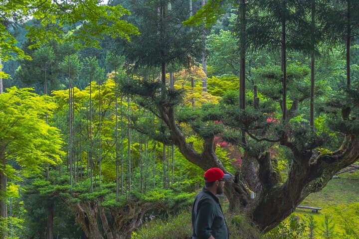 Kyoto Highlights & Hidden Gems in Nature (Private Van Eng-Guide) — photo 13