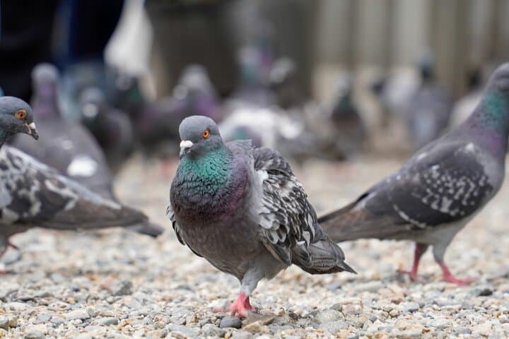Private Tour in Nagoya with friendly guide and Photographer! — photo 7