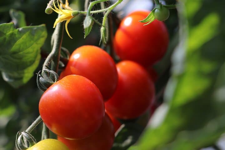 Harvest Experience in Akaigawa with Lunch Freshly Picked Veggies — photo 6