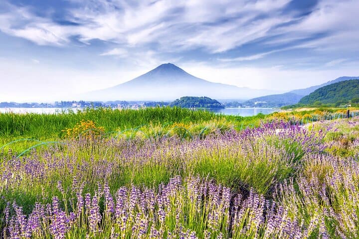 Mt Fuji or Hakone Private Day Tour — photo 13