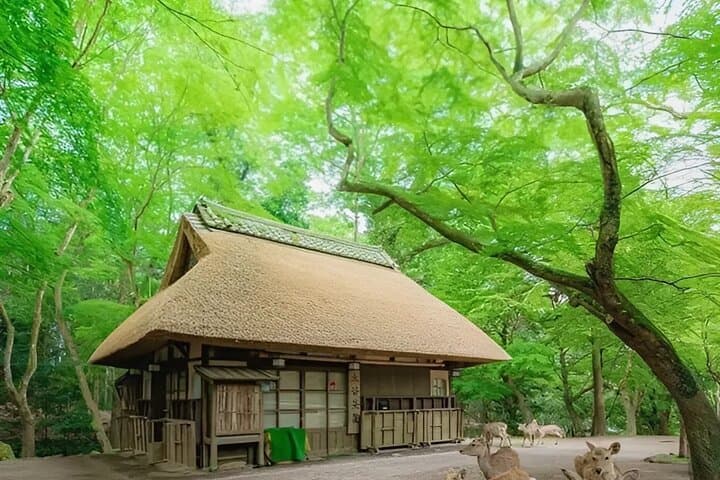 Kyoto and Nara Day Tour from Osaka — photo 5