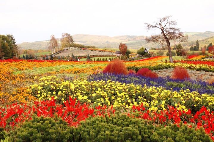Hokkaido Day Tour Farm Tomita, Blue Pond, Blue Pond and Buffet — photo 3