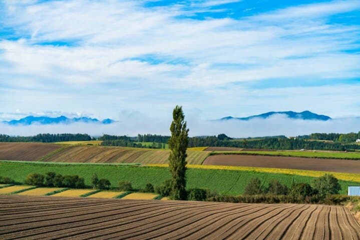 Hokkaido Day Tour Farm Tomita, Blue Pond, Blue Pond and Buffet — photo 4
