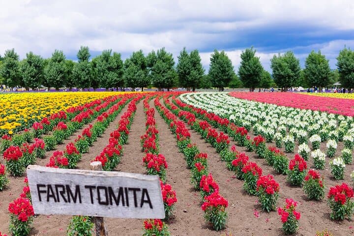 Hokkaido Day Tour Farm Tomita, Blue Pond, Blue Pond and Buffet — photo 2