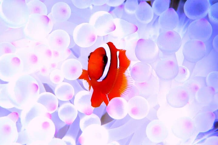Okinawa/Naha:Full-Day Kerama Island Experience Diving/Snorkeling — photo 9