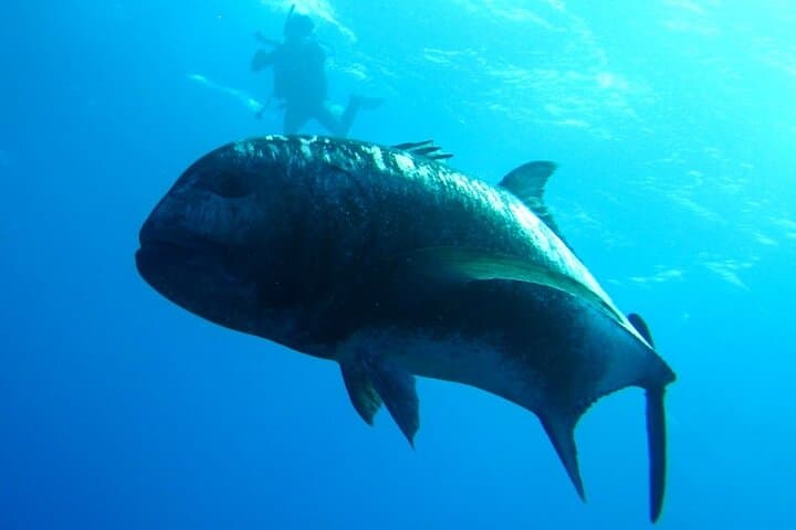 Okinawa/Naha:Full-Day Kerama Island Experience Diving/Snorkeling — photo 6