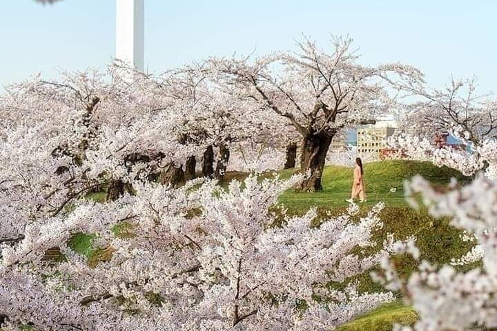 Mount Fuji Oshino Hakkai Sengen Park Sightseeing Day Tour — photo 5