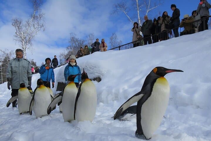 Luxury Hokkaido Day Tour to Asahiyama Zoo and Biei Blue Pond — photo 2