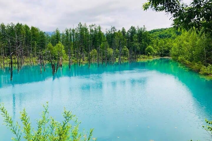 Luxury Hokkaido Day Tour to Asahiyama Zoo and Biei Blue Pond — photo 7