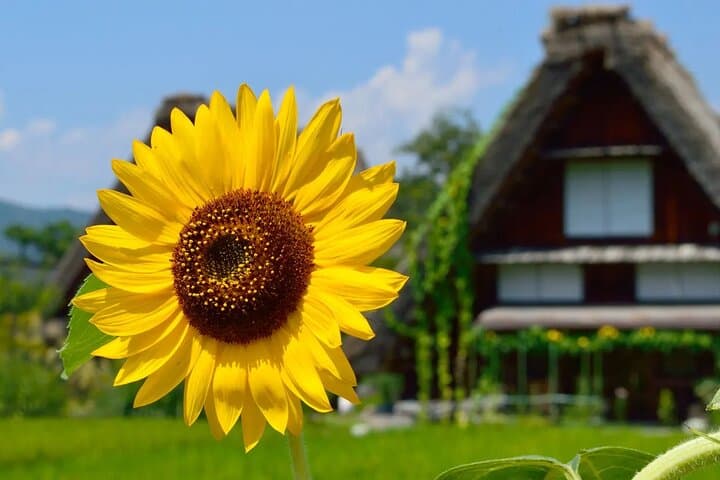 Shirakawago Gujo Hachiman & Hida Takayama Day tour from Nagoya
