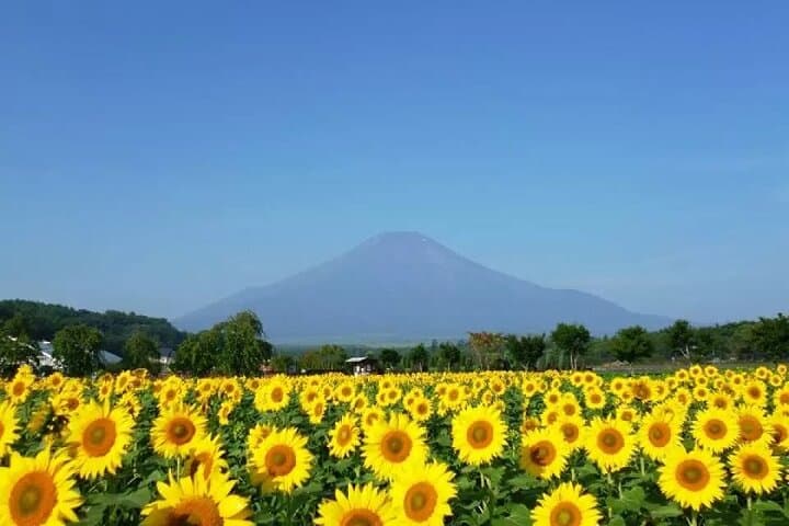Mount Fuji 5th Station, Oshino Hakkai and Swan Lake Day Tour — photo 4
